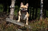 BOULEDOGUE FRANCAIS 909